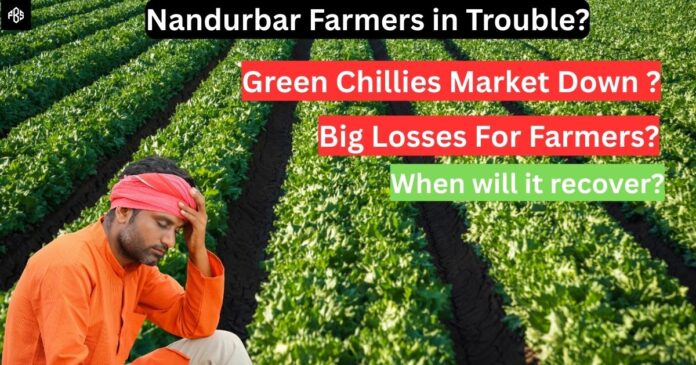 Chilli Market Crisis in India